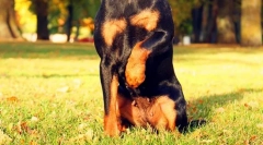 Jagdterère (фото): норний собака для полювання